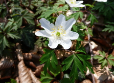 Anemone