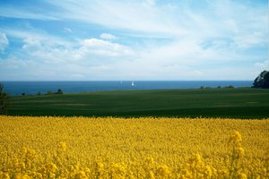 Rapsfeld und Ostsee